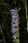 Downy Lobelia